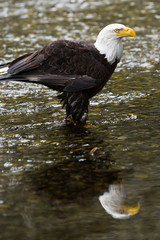 Raptor Center, Sitka, Alaska. Close-up of a bald eagle standing in river.
