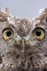 USA, Alaska, Ketchikan. Front portrait of western screech owl. 