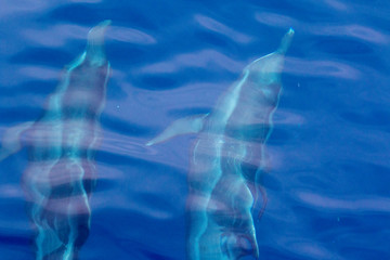 Rough-Toothed dolphins swimming in formation. Gorda Banks. Baja California, Sea of Cortez, Mexico.