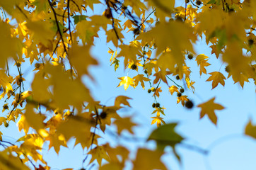 Yellow leaves and sky