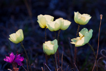 Arctic Wildflowers, Mountain Avens, Seward Peninsula Alaska