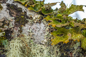 USA, Alaska. A variety of lichen and moss cover and tree branch in the Tongass National Forest.