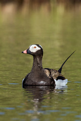 Long-tailed Duck