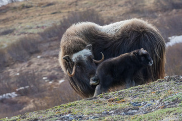 Muskox with young calf