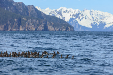 Fototapeta premium Large raft of Common Guillemots or Murres (Uria aalge), Seward, Kenai Peninsula, Alaska, USA