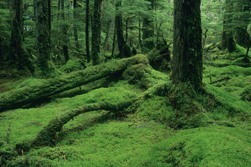 Alaska, Tongass National Forest, W. Brothers Island, southeast, mossy temperate rainforest interior.