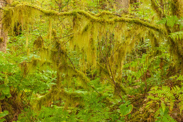 USA, Alaska, Tongass National Forest. Moss-covered tree limbs in Anan Creek. Credit as: Cathy & Gordon Illg / Jaynes Gallery / DanitaDelimont.com