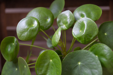 round plant leafs