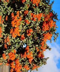 Orange autumn berries of Pyracantha with green leaves on a bush. Brush berry