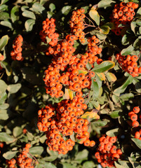 Orange autumn berries of Pyracantha with green leaves on a bush. Brush berry