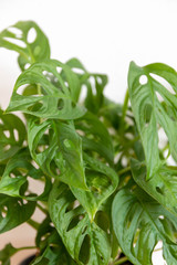 Obraz premium monstera plant