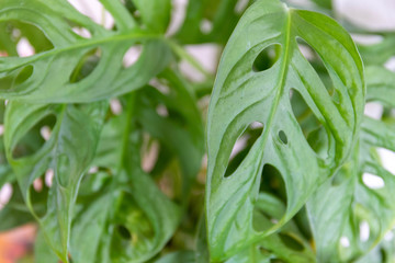 monstera plant leaf