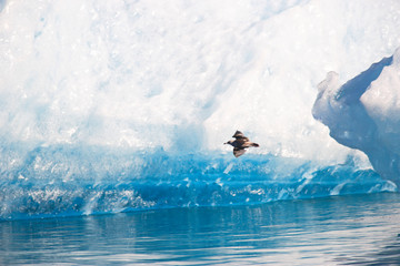 Blue Icebergs with herring gulls (Larus argentatus), Tracy Arm, Tongass National Forest, Inside Passage, Southeast Alaska, USA