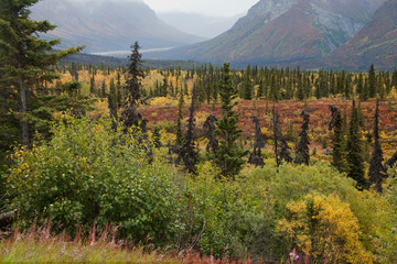 USA, Alaska, Fall Foliage Sheep Mountain