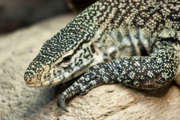 USA, Arizona, Litchfield Park, World Wildlife Zoo. Portrait of a monitor lizard.