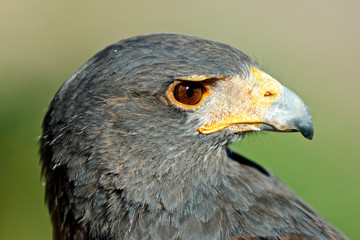 Harris Hawk, Harris Hawk A Harris Hawk (Parabuteo Unicinctus) hunting in the Sonoran desert.