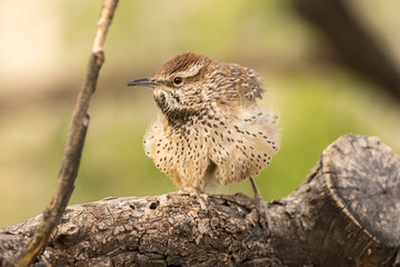 USA, Arizona, Desert Botanic Garden. Cactus wren perched on log. Credit as: Cathy and Gordon Illg / Jaynes Gallery / DanitaDelimont.com
