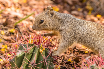 Fototapeta premium USA, Arizona, Sonoran Desert. Rock squirrel perched on cactus spines. Credit as: Cathy and Gordon Illg / Jaynes Gallery / DanitaDelimont.com