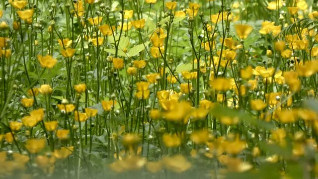 Meadow buttercup growing together in sunny area