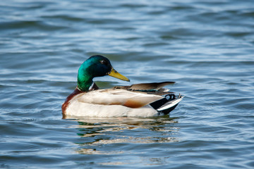 USA, Alaska. Side view of a male mallard duck swims on a lake.