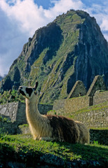 Peru, Machu Picchu. Llama at Machu PIcchu