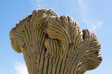 USA, Arizona, Tucson, Arizona-Senora Desert Museum. Top of saguaro cactus.