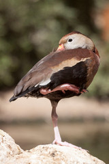 USA, Arizona, Litchfield Park, World Wildlife Zoo. Egyptian Goose standing on one leg.