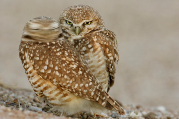 USA, Arizona, Phoenix. One of pair of burrowing owls turns head outside their burrow nest. 