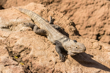 Naklejka na ściany i meble USA, Arizona, Sonoran Desert. Spiny-tailed iguana. Credit as: Cathy and Gordon Illg / Jaynes Gallery / DanitaDelimont.com
