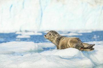 Fototapeta premium Harbor Seals on Ice (Phoca Vitulina), College Fjord, near Yale Glacier, Prince William Sound, Alaska
