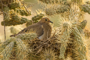 USA, Arizona, Sonoran Desert. Mourning dove on nest in cholla cactus. Credit as: Cathy and Gordon...