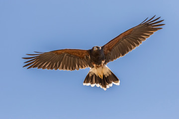 USA, Arizona, Arizona-Sonora Desert Museum. Harris' hawk flying. Credit as: Cathy & Gordon Illg / Jaynes Gallery / DanitaDelimont.com