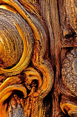 USA, California, Inyo National Forest, White Mountains. Bristlecone pine bark detail. 
