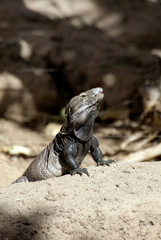 USA, Arizona, Tucson. Arizona-Sonora Desert Museum. Desert lizard. Captive.