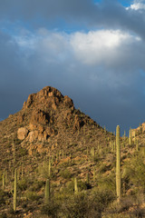 Fototapeta premium Arizona. Stormy skies sit above the rocky mountains and saguaro cactus of Saguaro National Park.