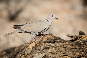 USA, Arizona, Buckeye. Eurasian-collared dove on log.