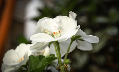 Un hermoso malvon blanco con la luz de la mañana 
