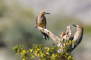 USA, Arizona, Buckeye. Male and female gila woodpeckers on cholla skeleton.