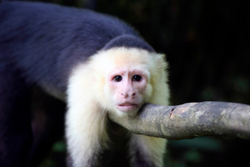 Costa Rica, Manuel Antonio. Capuchin, or White-Faced Monkey at Manuel Antonio National Park.
