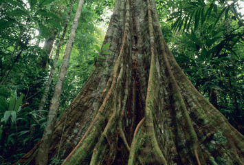 Buttressed tree in rainforest, Corcovado National Park, Costa Rica.