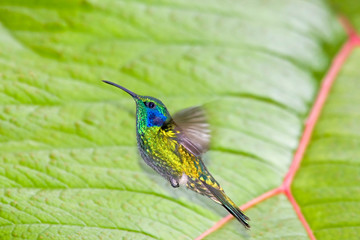Costa Rica, San Gerardo de Dota, Rio Savegre. Close-up of green violet-ear hummingbird in flight. 