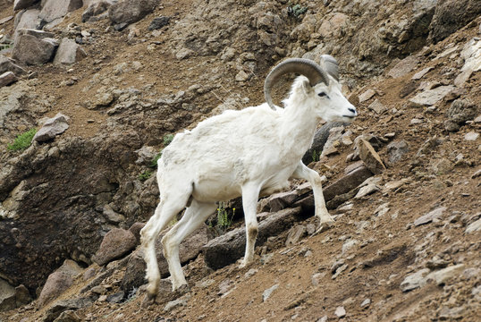 Dall sheep (Ovis dalli dalli), Denali National Park, Alaska, US