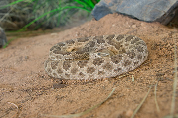 USA, Arizona, Tucson, Saguaro National Park, Sonora Desert Museum. Prairie rattlesnake (Captive, Crotalus viridis).
