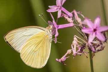 USA, Arizona, Desert Botanic Garden. Sulphur butterfly on flower. Credit as: Cathy and Gordon Illg / Jaynes Gallery / DanitaDelimont.com
