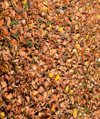 Textural background from fallen leaves of a poplar. An autumn carpet from foliage. the turned yellow autumn dry leaves of a poplar.