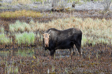 USA, Alaska, moose off Seward Highway near Girdwood