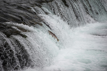 Salmon leaping up the water falls in Alaska