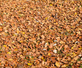 Textural background from fallen leaves of a poplar. An autumn ca
