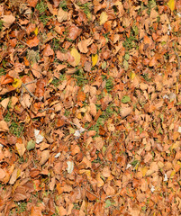 Textural background from fallen leaves of a poplar. An autumn carpet from foliage. the turned yellow autumn dry leaves of a poplar.
