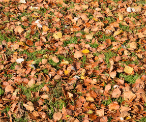 Textural background from fallen leaves of a poplar. An autumn ca